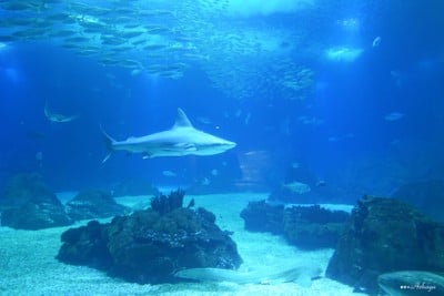Oceanário de Lisboa