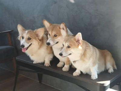 บรรยากาศ Corgi in the Garden
