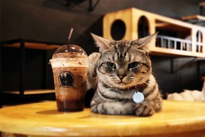 บรรยากาศ lndicat Cafe & Cat Hotel