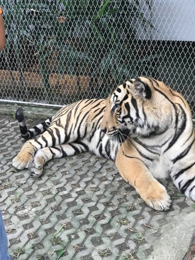 Tiger Park Pattaya