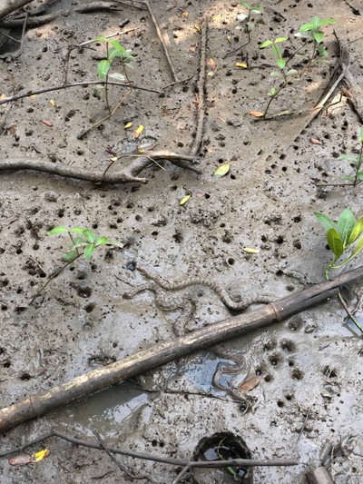 2 วัน 1 คืน ท่องเที่ยวเชิงอนุรักษ์ที่บ้านขุนสมุทรจีน