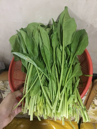 วิธีทำ ปวยเล้งผัดกระเทียม วิธีทำ ปวยเล้งผัดกระเทียม