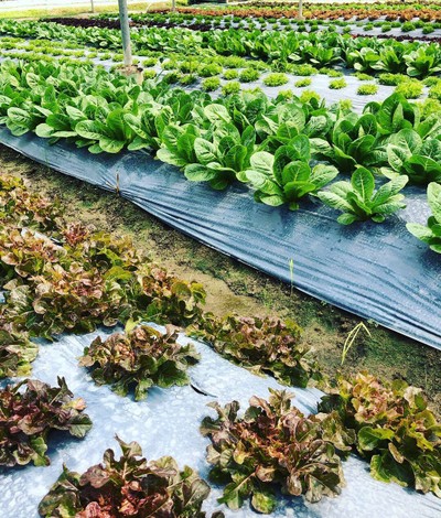 เชียงใหม่ สัมผัสแม่กำปอง 3 วัน 2 คืน 