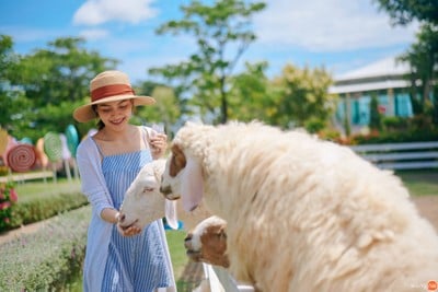 บรรยากาศ The Field Animals Dream