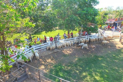 ฟาร์มฮัก