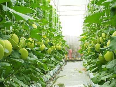 สามอังคารฟาร์ม