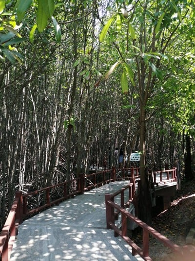 บรรยากาศ ศูนย์ศึกษาเรียนรู้ระบบนิเวศป่าชายเลนสิรินาถราชินี