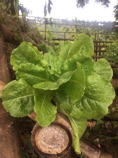 ไร่บุญฉลวย Organic Farm จำหน่ายผลิตภัณฑ์ออร์แกนิค