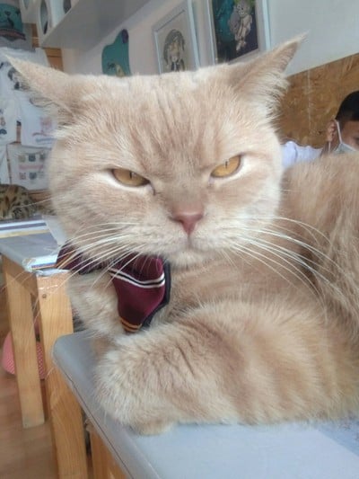 Catmosphere Cat Café  เชียงใหม่