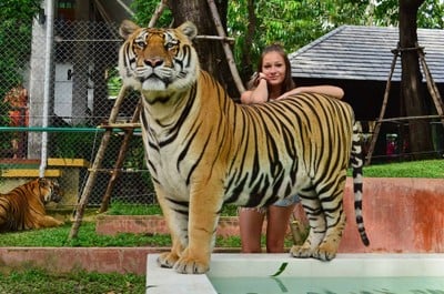 บรรยากาศ Tiger Kingdom Phuket