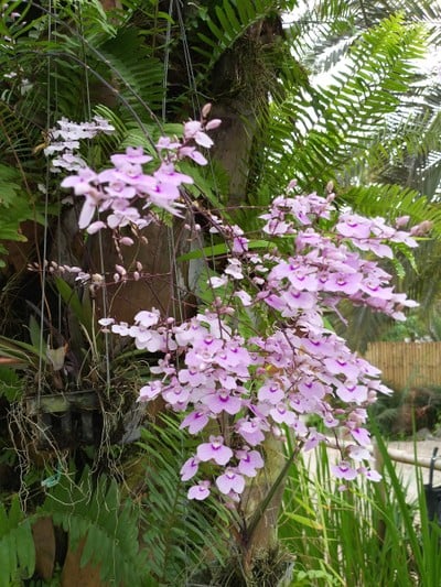 บ้านไม้หอมญี่ปุ่นฮิโนกิแลนด์ในดินแดนนพบุรีศรีนครพิงค์^^