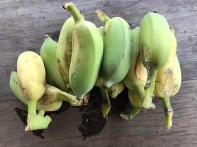 วิธีทำ กล้วยเชื่อมมมม