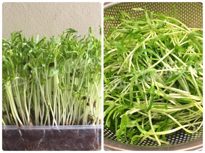 วิธีทำ ยำต้นอ่อนผักบุ้งกรอบ