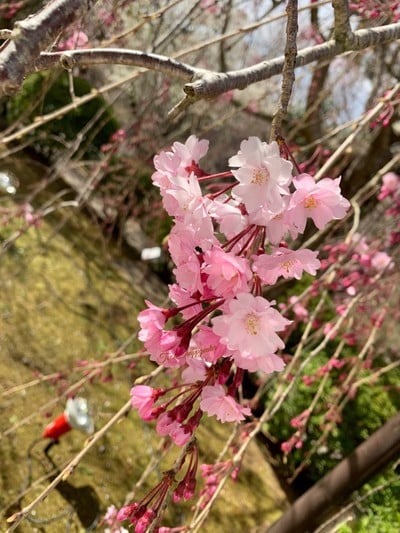 ชมซากุระ