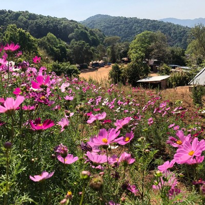 Mae Bear's holiday
@Chiangmai