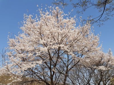 ดอกพกกด