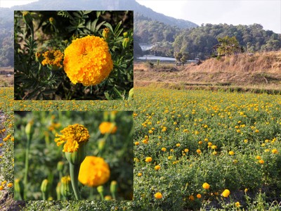 แปลงดอกเรืองของชาวบ้าน