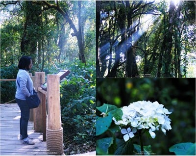 เที่ยวหน้าร้อน "ดอยอินทนนท์-บ้านแม่กลางหลวง" เชียงใหม่