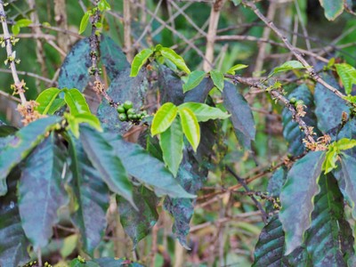 เที่ยวหน้าร้อน "ดอยอินทนนท์-บ้านแม่กลางหลวง" เชียงใหม่