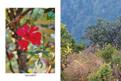 กุหลาบพันปี