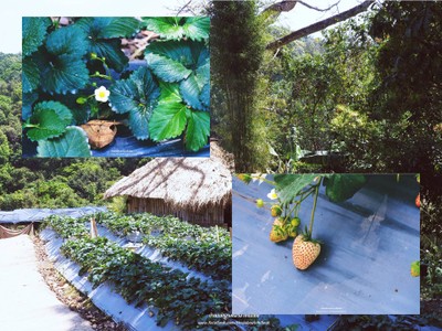 ไร่สตอเบอรี่