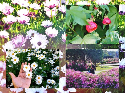 เที่ยวหน้าร้อน "ดอยอินทนนท์-บ้านแม่กลางหลวง" เชียงใหม่