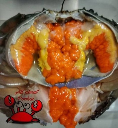 allaboutpookai (ปูไข่ดองน้ำปลาหอม home made) allaboutpookai (ปูไข่ดองน้ำปลาหอม home made)