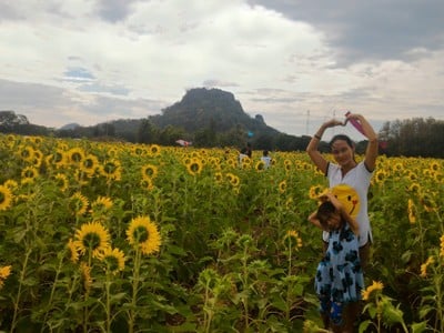ทุ่งทานตะวันเขาจีนแล