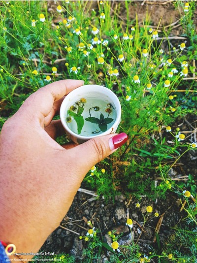 ชาดอกคาโมมาย ใบมิ้น ใบทาม