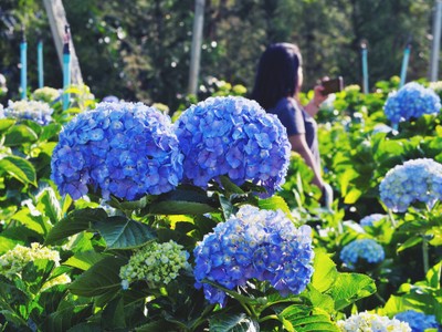 1คืน เที่ยวหลงฤดู"ทุ่งดอกไฮเดรนเยีย"หน้าร้อน ณ บ้านขุนแปะ