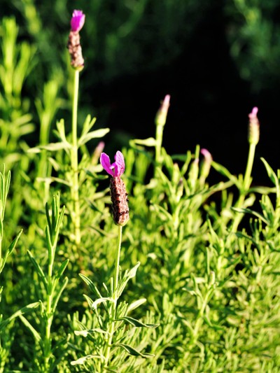 ดอกลาเวนเดอร์