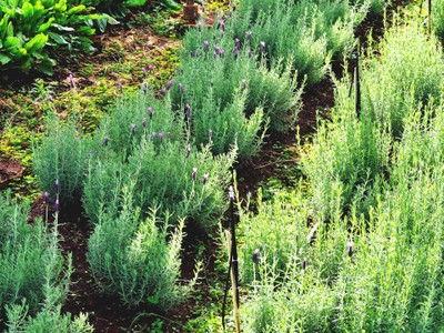 แปลงดอกลาเวนเดอร์