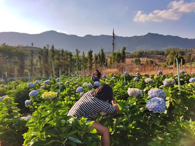 "ทุ่งดอกไฮเดรนเยีย"