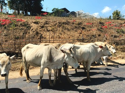 1คืน เที่ยวหลงฤดู"ทุ่งดอกไฮเดรนเยีย"หน้าร้อน ณ บ้านขุนแปะ