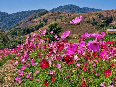 1คืน เที่ยวหลงฤดู"ทุ่งดอกไฮเดรนเยีย"หน้าร้อน ณ บ้านขุนแปะ