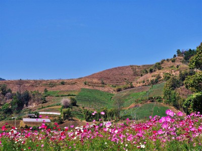 ฤดูร้อนกับทุ่งดอกไม้คอสมอส