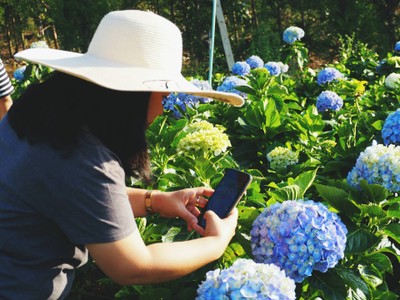 1คืน เที่ยวหลงฤดู"ทุ่งดอกไฮเดรนเยีย"หน้าร้อน ณ บ้านขุนแปะ