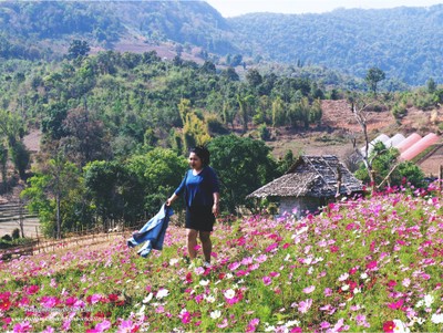 ทุ่งดอกไม้คอสมอส