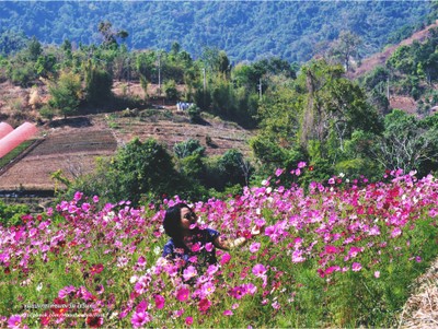 ทุ่งดอกไม้คอสมอส