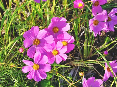 1คืน เที่ยวหลงฤดู"ทุ่งดอกไฮเดรนเยีย"หน้าร้อน ณ บ้านขุนแปะ