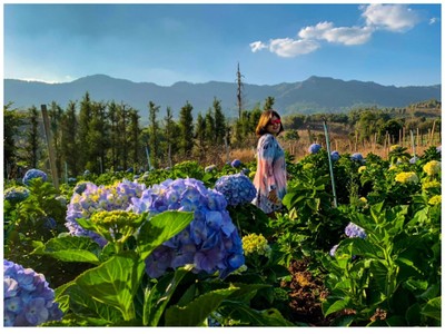 1คืน เที่ยวหลงฤดู"ทุ่งดอกไฮเดรนเยีย"หน้าร้อน ณ บ้านขุนแปะ