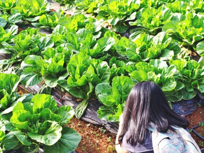 เจอแปลงผักสลัด "คอสสลัด"