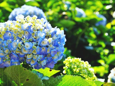 1คืน เที่ยวหลงฤดู"ทุ่งดอกไฮเดรนเยีย"หน้าร้อน ณ บ้านขุนแปะ