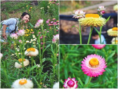 แปลงดอกกระดาษ