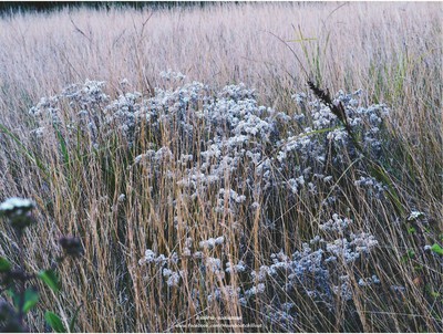 เที่ยวหน้าร้อน "ดอยอินทนนท์-บ้านแม่กลางหลวง" เชียงใหม่
