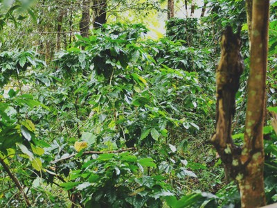 ต้นกาแฟกลางต้นไม้ใหญ่ท้ายหมู่บ้าน