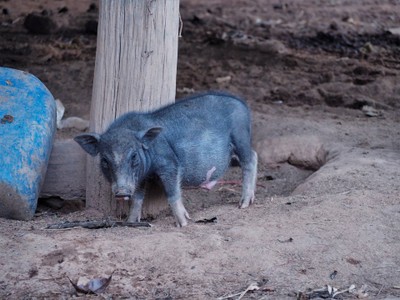เที่ยวหน้าร้อน "ดอยอินทนนท์-บ้านแม่กลางหลวง" เชียงใหม่