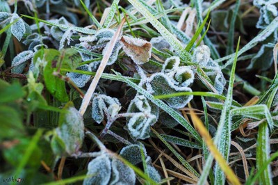 แม่คะนิ้ง