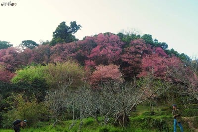 พญาเสือโคร่ง ซากุระเมืองไทย