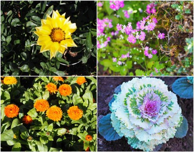 ดอกไม้สวยงามมาก